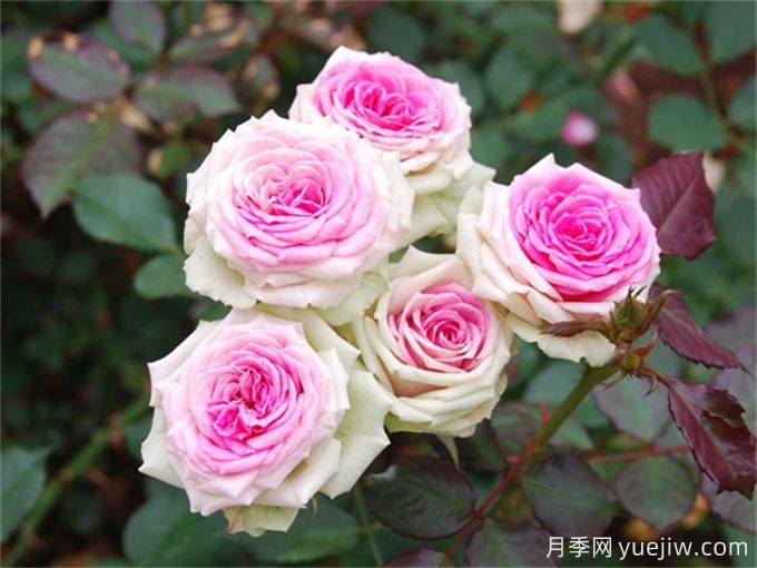單朵花期超長(zhǎng)的6種月季，一朵開(kāi)30天(圖2)