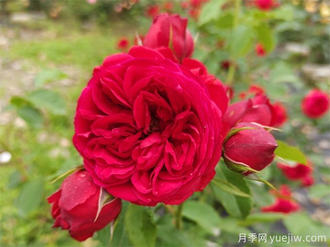 紅蘋果月季，典雅紅色，花期春夏秋三季(圖2)