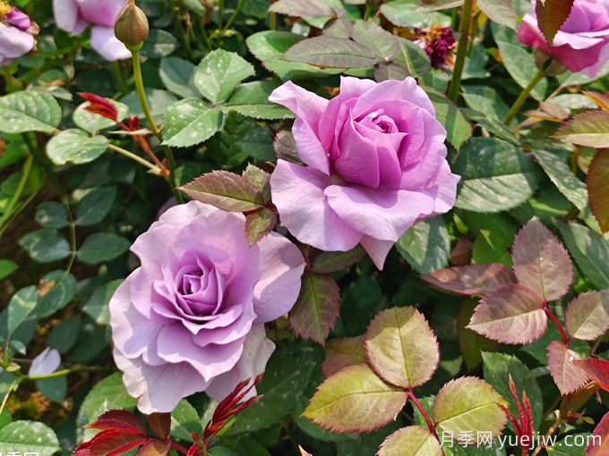 月季花期可以施肥嗎？月季施肥全指南(圖3)
