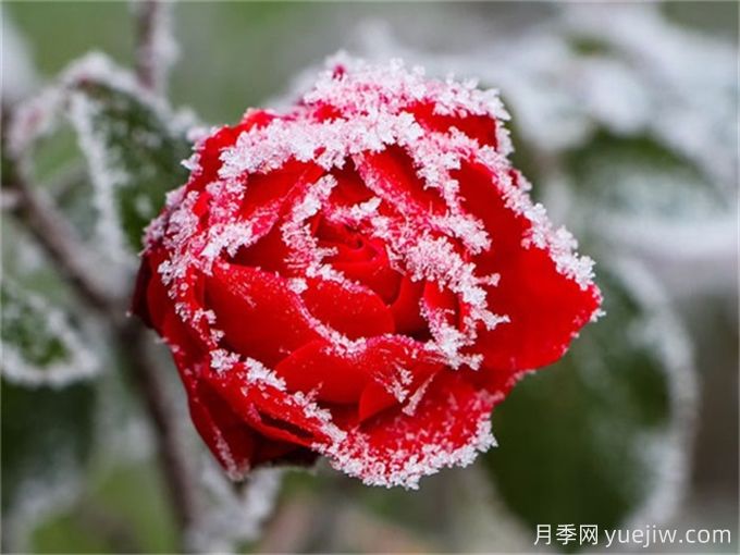 冬季下雪會凍死月季嗎？(圖1)