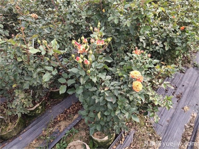 月季如何才能有更多分枝、開花更多？(圖2)