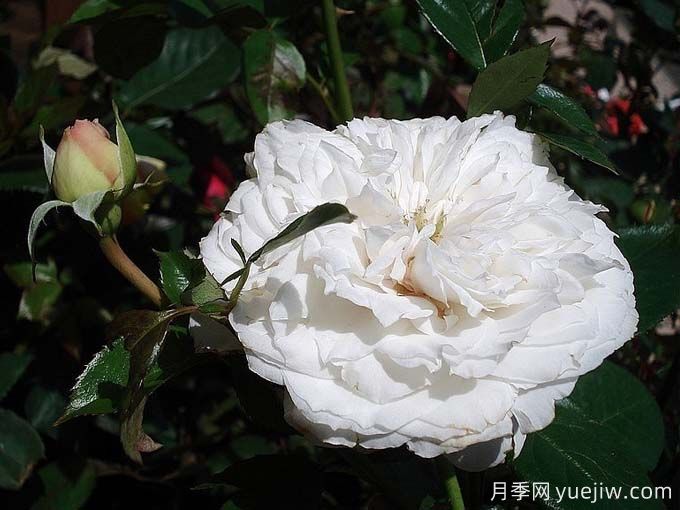 分享25款香水月季品種，好看又好聞(圖2)