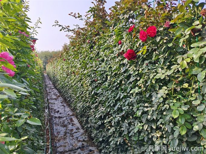 紅色月季花墻網(wǎng)片現(xiàn)貨，打造網(wǎng)紅景觀(圖2)