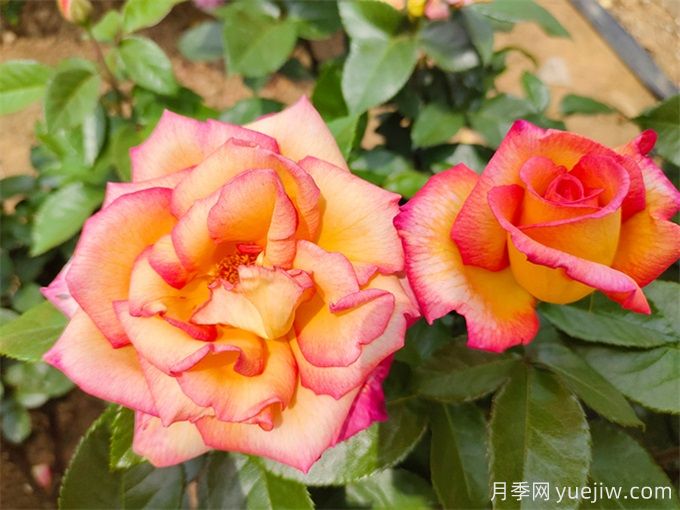 為什么月季開花和宣傳圖不一樣呢？(圖1)