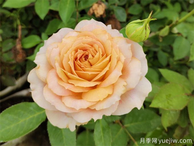 室內(nèi)如何養(yǎng)月季？掌室內(nèi)養(yǎng)花也能爆盆(圖2)