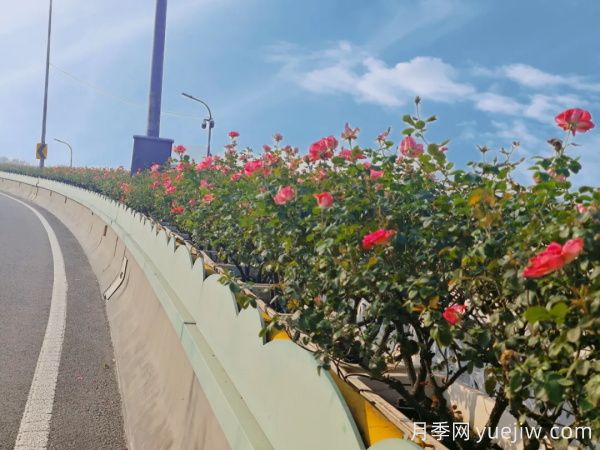 嘉興月季：萬千月季扮靚南湖橋梁！(圖2)