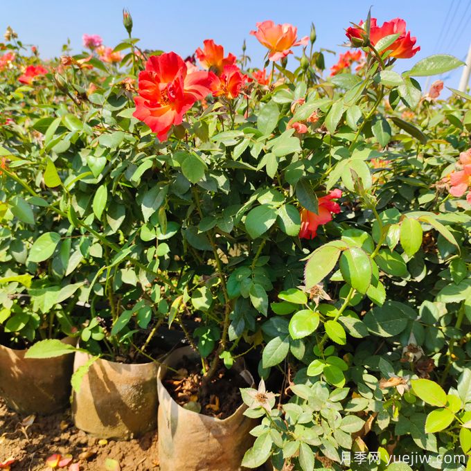 月季生長停滯不發(fā)新芽咋辦？如何破解月季僵苗？(圖1)