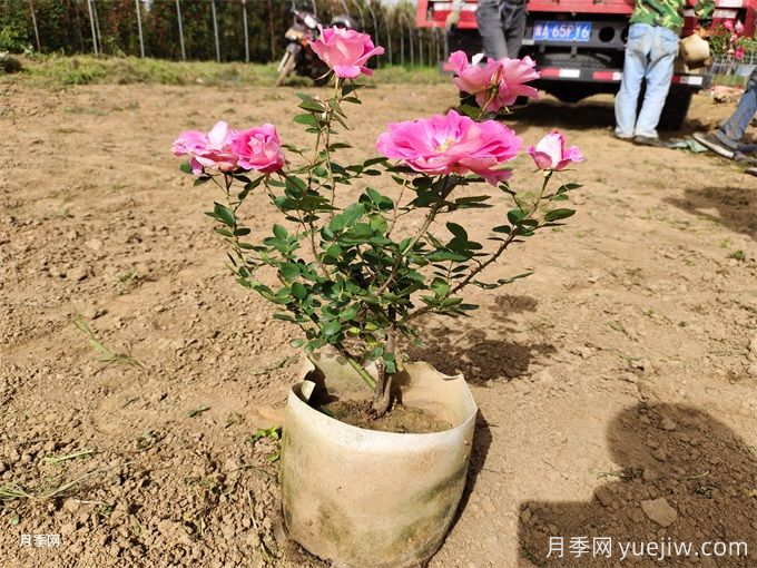 月季生長停滯不發(fā)新芽咋辦？如何破解月季僵苗？(圖2)