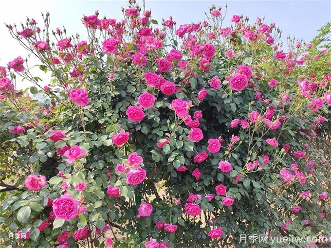 月季花苞為什么會(huì)垂頭無(wú)法直立？(圖3)