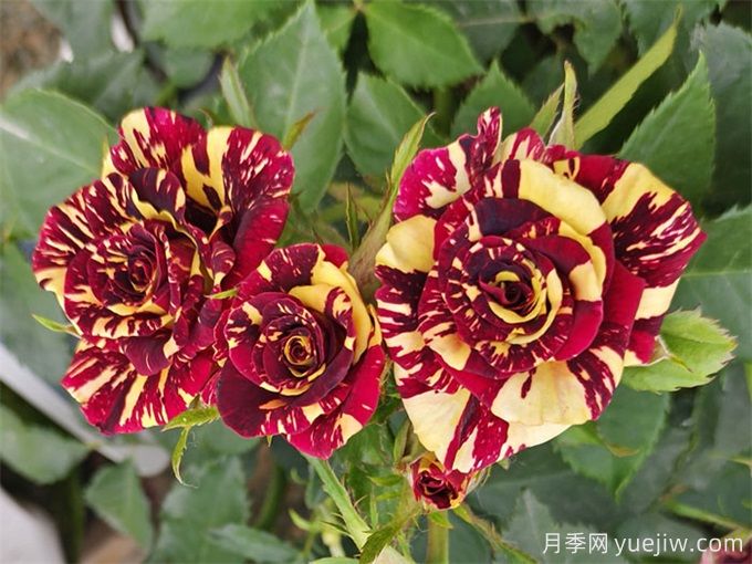 月季紅蜘蛛防治，簡(jiǎn)單易懂的辦法(圖2)