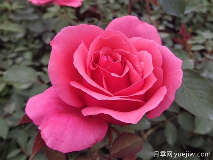 月季花，通經(jīng)美容好幫手(圖1)