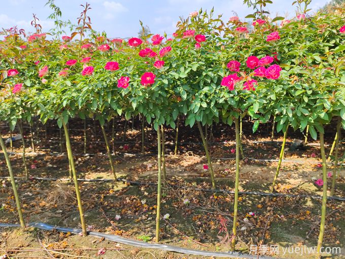 兩廣地區(qū)如何種植月季？修剪病害防治教程(圖3)