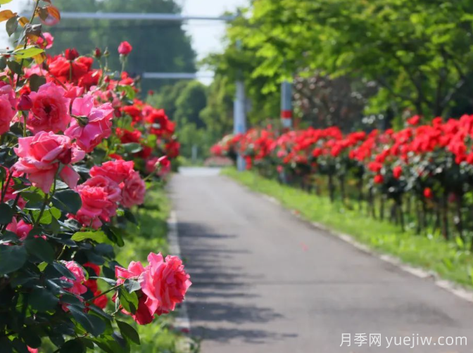 宜昌市董市鎮(zhèn)，月季綻放月季小鎮(zhèn)(圖3)