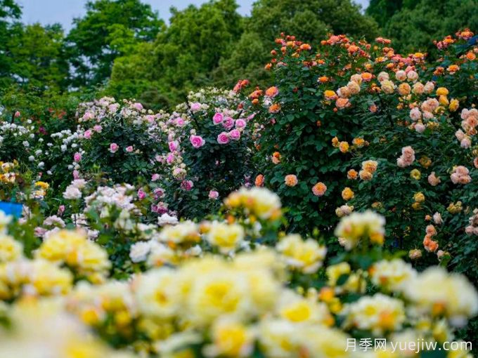 創(chuàng)建世界月季名園，寧波植物園月季花海驚艷綻放(圖2)