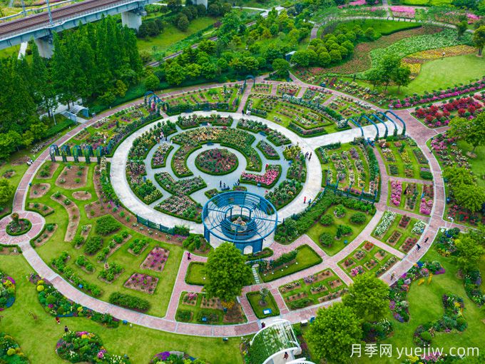 創(chuàng)建世界月季名園，寧波植物園月季花海驚艷綻放(圖3)