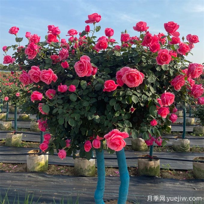 冬季養(yǎng)好月季，春天怒放盛開，造型藤本月季修剪辦法(圖1)