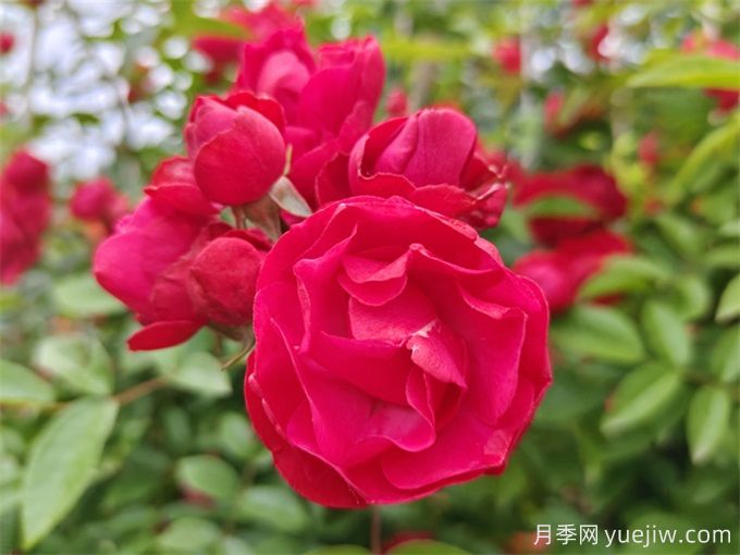 院子再小，也要養(yǎng)上紅木香月季！開花量大，開成花海！(圖2)