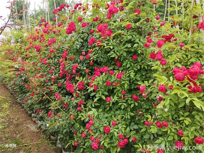 院子再小，也要養(yǎng)上紅木香月季！開花量大，開成花海！(圖3)