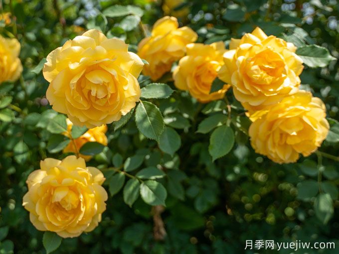 夢中情花？耐曬耐雨淋！5個天狼月季品種推薦(圖5)
