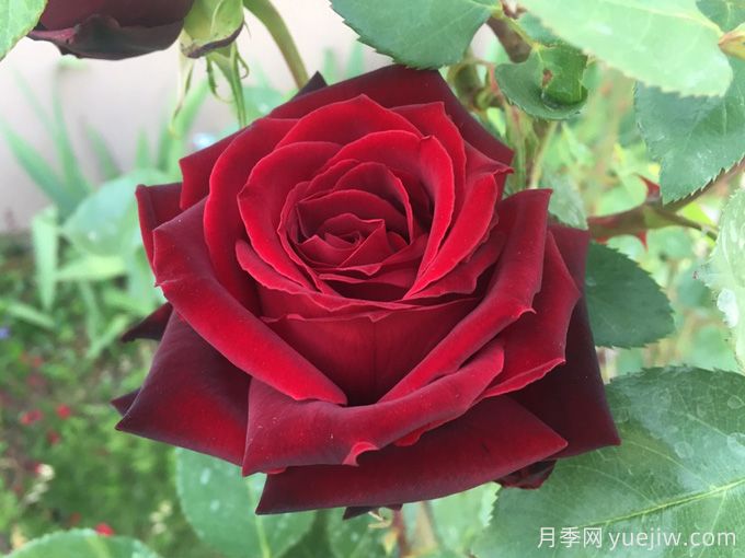 黑珍珠月季，神秘美麗的黑色玫瑰(圖1)