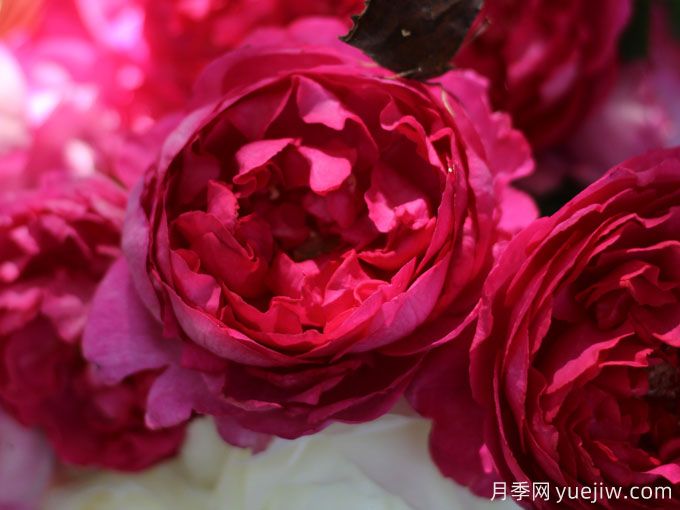 胭脂香水月季，美妙色彩和濃郁香氣的伊芙月季(圖1)