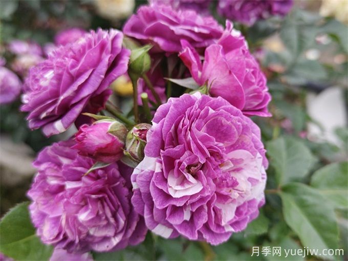 栽植養(yǎng)護月季需要注意什么？(圖1)