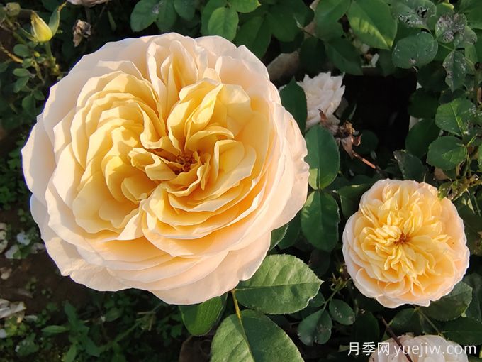 夏天10大美花，必須得有月季花(圖1)