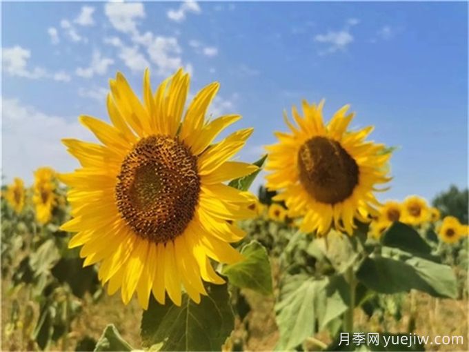 夏天10大美花，必須得有月季花(圖2)
