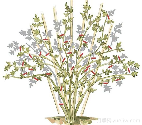 月季苗修剪全攻略，助你成為修剪高手(圖3)