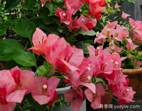 ***勤花的5個三角梅品種，又美又勤勞(圖1)