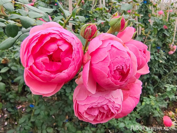 月季是每個月都開花嗎？怎樣讓月季每個月都開花？(圖1)