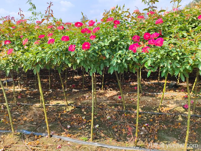 月季是每個月都開花嗎？怎樣讓月季每個月都開花？(圖3)