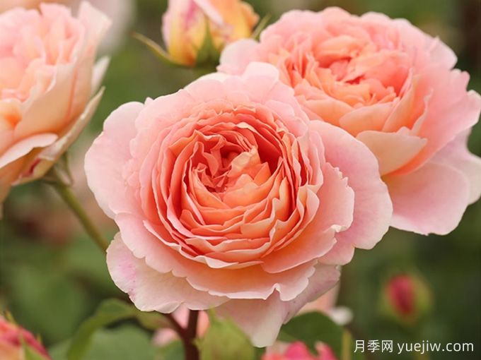 顏值很能打！月季界著名的亞伯拉罕達比月季(圖1)