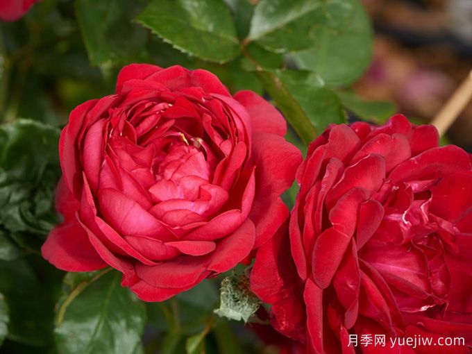 玫瑰與月季，rose中的典雅華麗(圖2)
