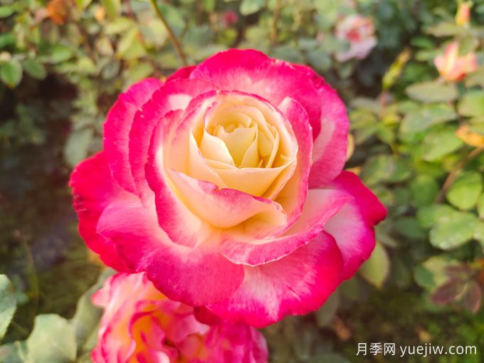適合城市家庭種的7種花，萬種挑一的精選品種(圖2)