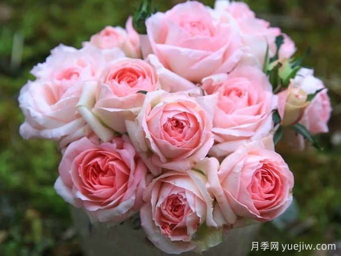 月季推薦，白桃妖精月季(圖2)