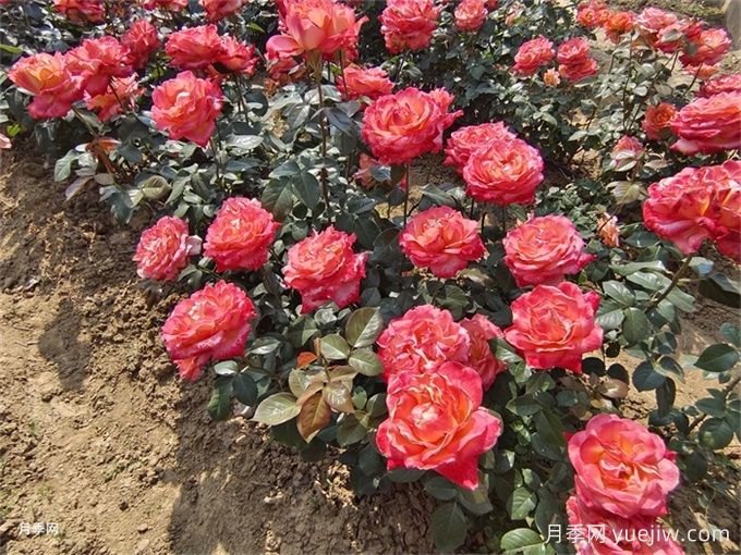 月季花的花期是什么時(shí)候？想要開花要滿足哪些條件？(圖1)
