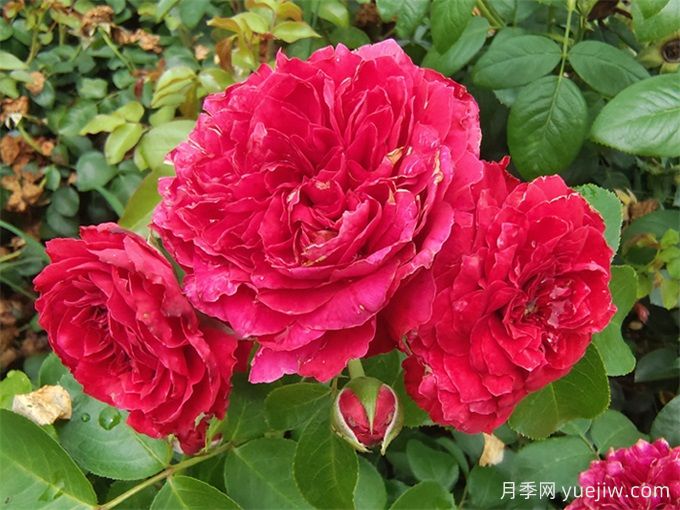 只種一款紅色爬藤月季，強力推薦紅達月季(圖2)