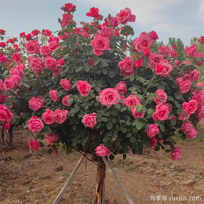 樹狀月季嫁接過程中需要注意什么事項？(圖1)