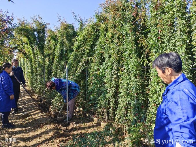 藤本月季牽引別著急，做錯可能春天花量減一半(圖2)