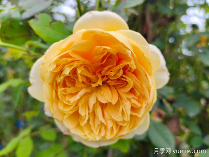 黃金慶典月季，分枝多花量大，香氣濃郁花期長(圖1)