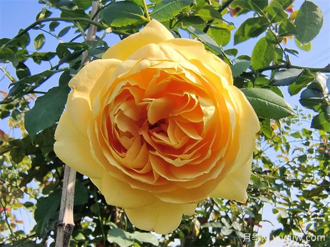 黃金慶典月季，分枝多花量大，香氣濃郁花期長(圖3)