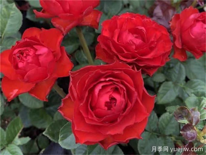 月季是歲月里的詩歌，走進(jìn)那些好聽又好看的月季品種(圖5)
