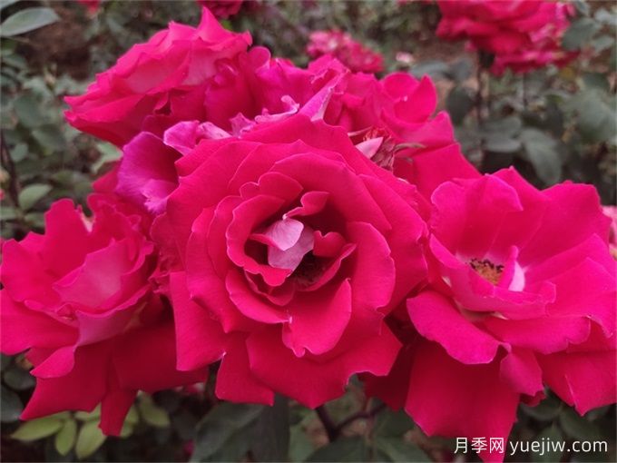 玫瑰花語數(shù)學(xué)課：一朵、三朵還是百朵？(圖3)