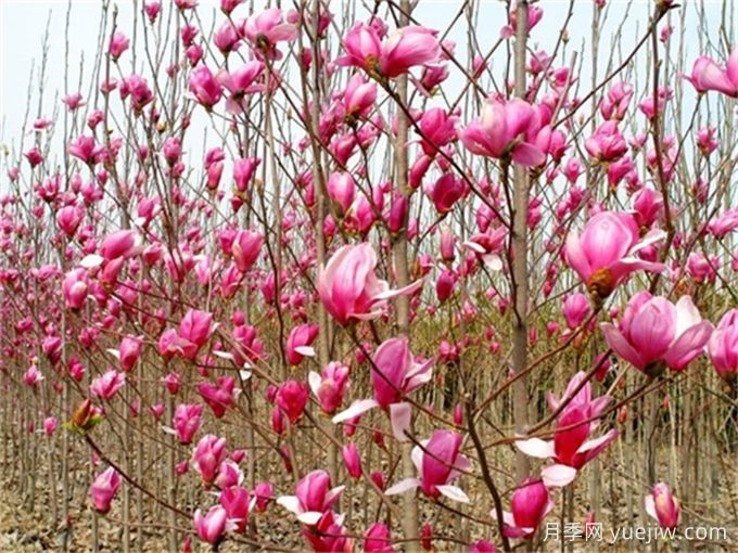 認(rèn)識植物：玉蘭(圖1)