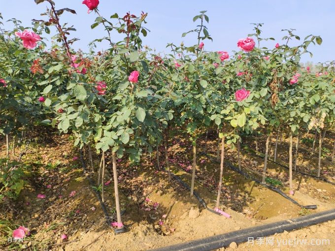 全國(guó)月季11月花事，南賞花北過(guò)冬(圖2)