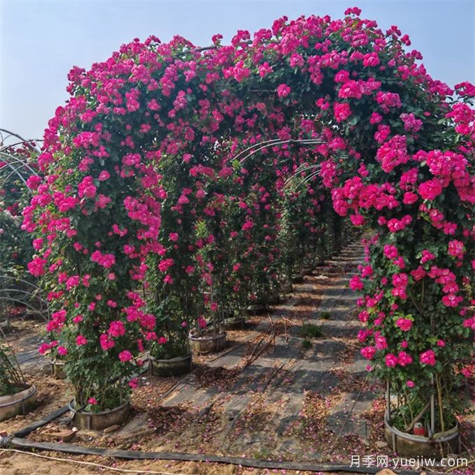 藤本植物必知四大類，你知道幾個(gè)？(圖1)