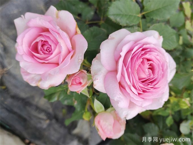 月季介紹，粉黛月季(圖1)