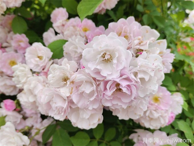 世界上***浪漫的10種花，月季花排首位(圖3)
