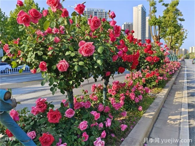 如何搭配干道綠化帶中的喬灌木以達(dá)到優(yōu)秀景觀效果？(圖1)